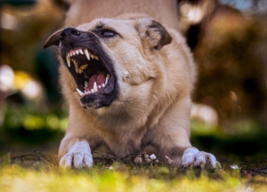 Growling Dog