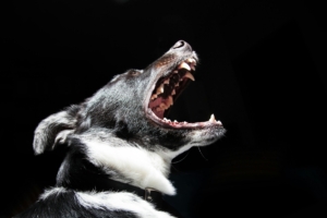 black and white dog about to bite